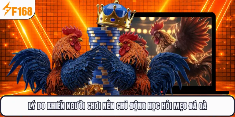 Lý do khiến người chơi nên chủ động học hỏi mẹo đá gà